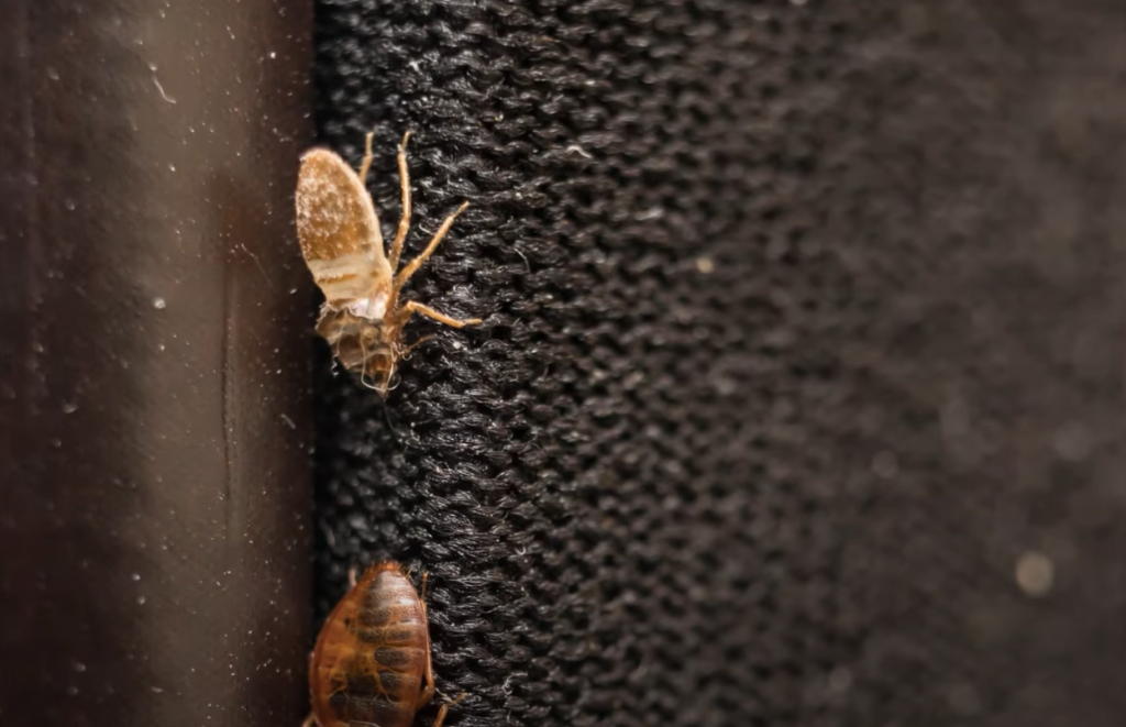 What can I spray in my room to kill bed bugs?
